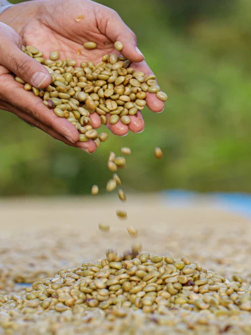 coffee beans drying in the sun