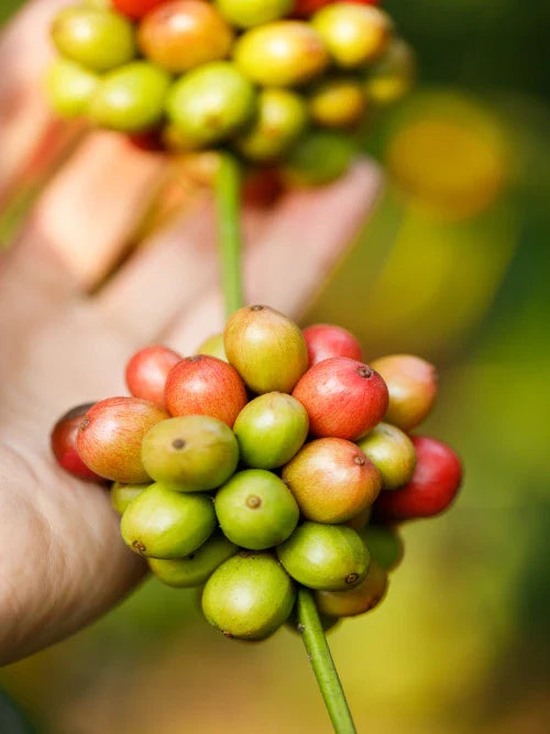 ripe green coffee cherries