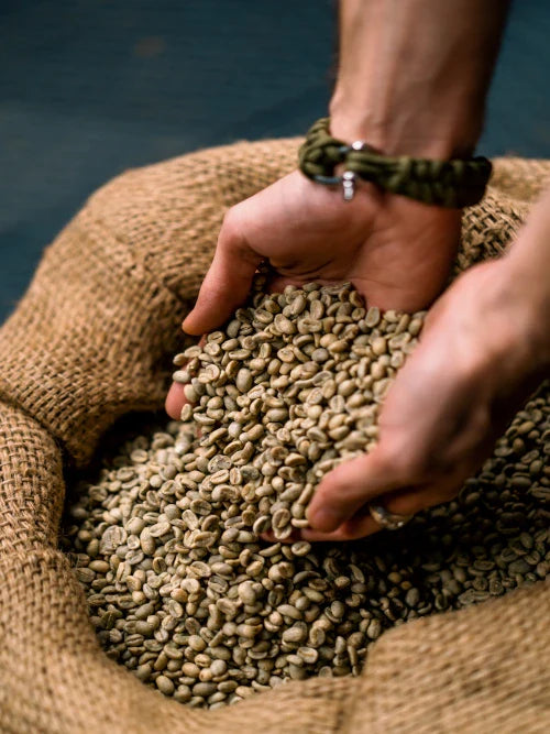 man picking fresh raw coffee beans from a bag