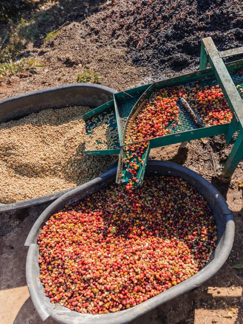 coffee bean machine process