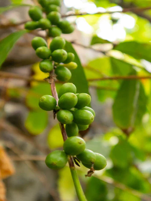 twig of fresh coffee fruits