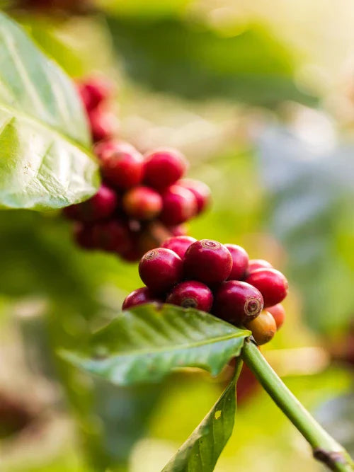 coffee beans ripening on the tree