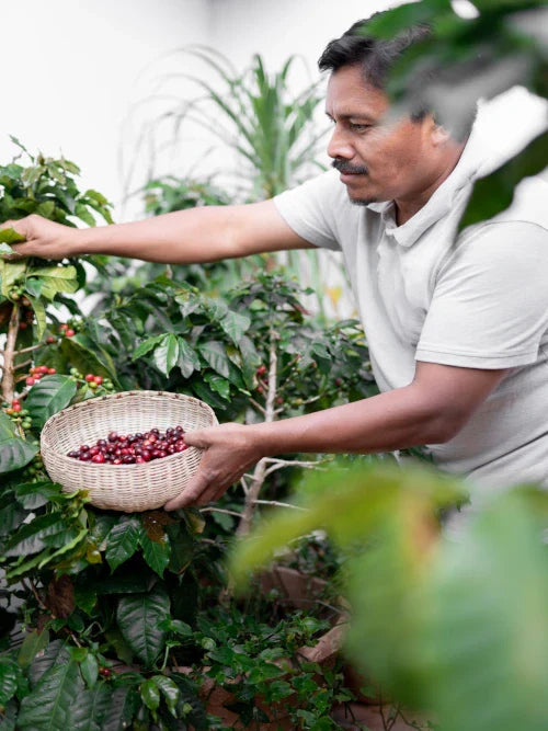 a man harvesting coffee beans