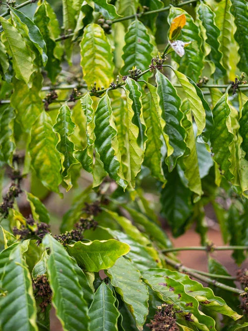 organic coffee growing in tropical garden