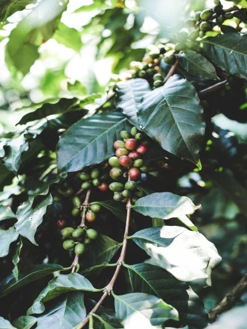 coffee cherry ripening