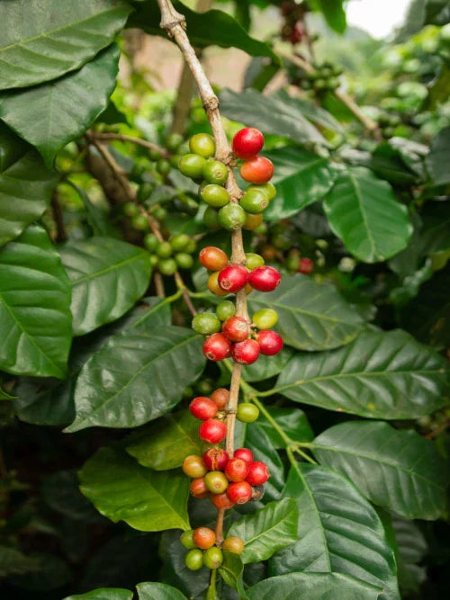 red and green coffee cherries on a branch