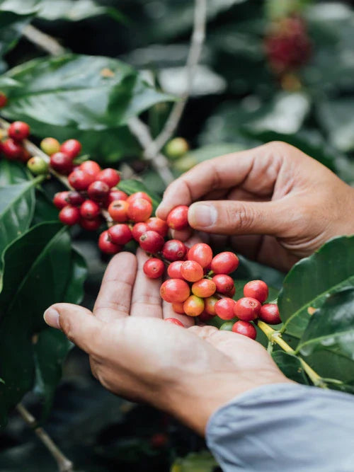 coffee cherries with farmers hand
