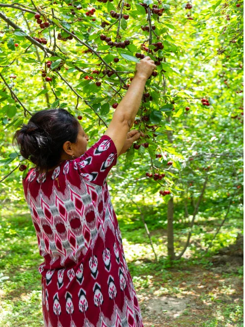 woman farmer harvesting ripe coffee cherries