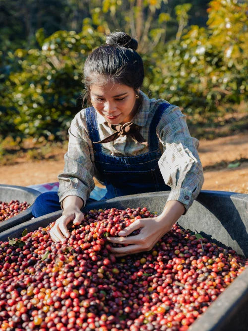 Fresh red berries coffee beans in hand. Harvesting coffee bean.