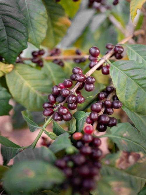 Red coffee cherry