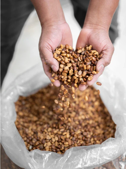 Farmer grabbing some coffee beans from a sack