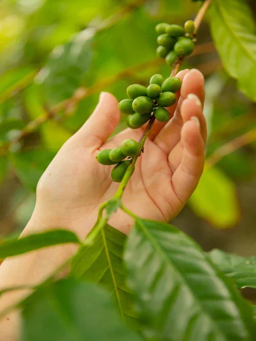 farmer holding coffee cherries