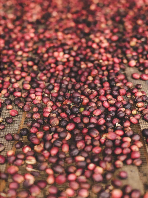 Drying process of coffee beans