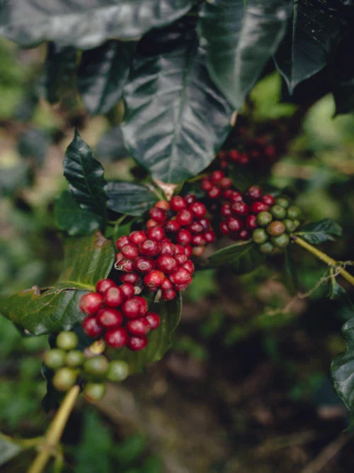 Red Coffee Cherries