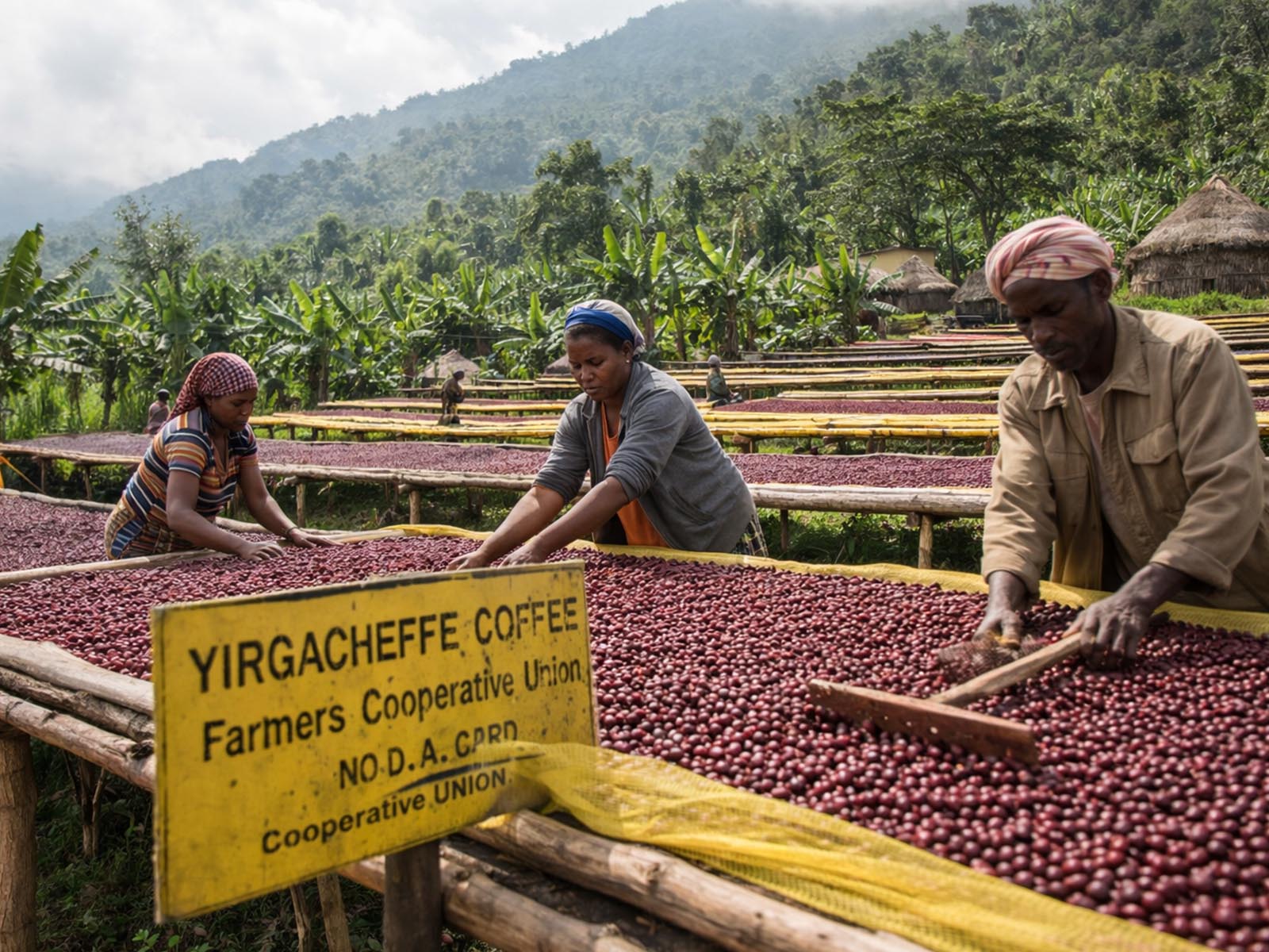 Coffee cherries drying on raised beds at a Yirgacheffe cooperative in Ethiopia, tended by local farmers.