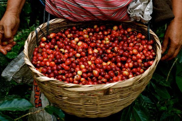 Usda Organic Fair Trade Coffee Ethiopia Banko Gotiti Basket of Coffee Cherry