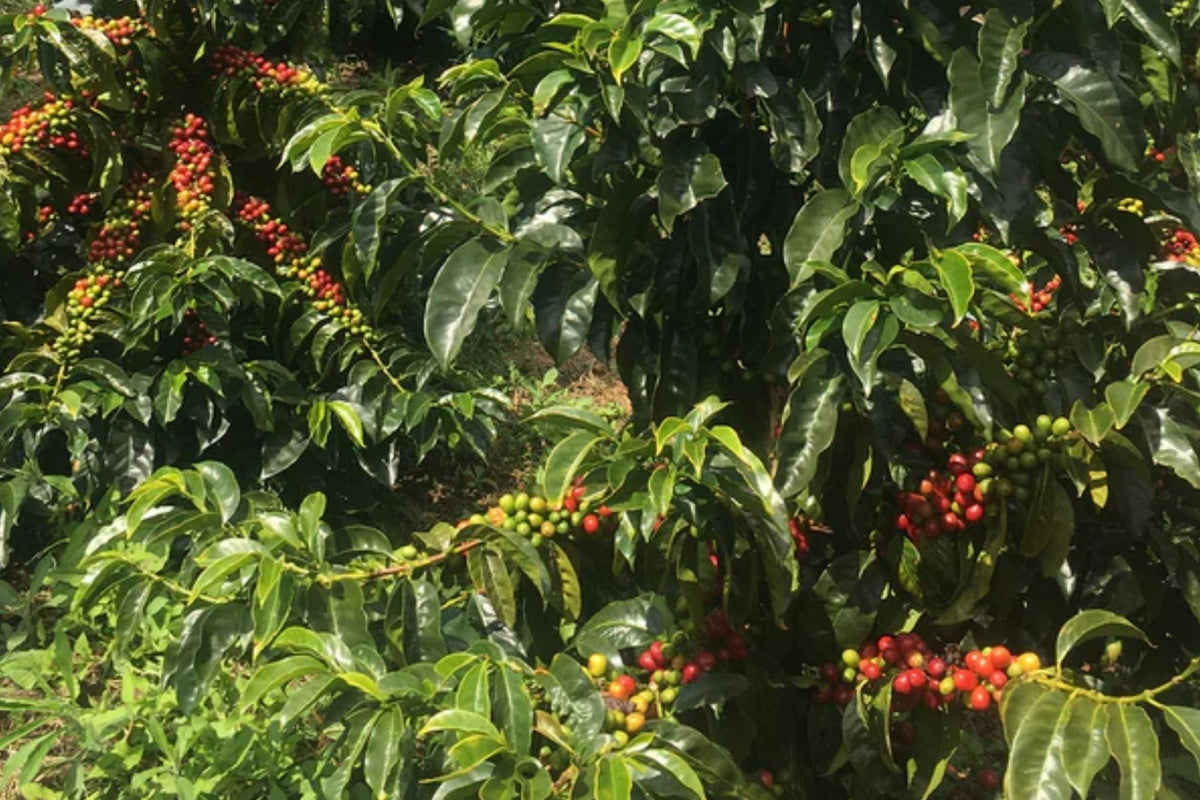 Organic Colombia Cauca Perla De Inza (GP)