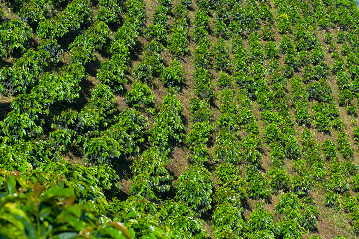Fazendas Dutra Matas De Minas Gerais Brazil Organic