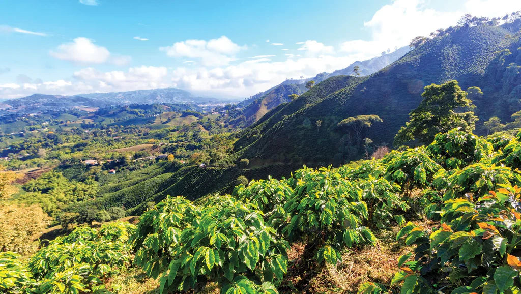 Organic coffee farm on lush green hills in Chanchamayo, Peru, showing high-altitude shade-grown coffee plants under a bright blue sky
