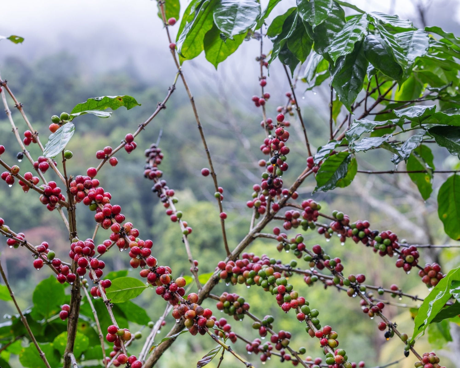 Organic Costa Rica La Amistad SMBC (GP)