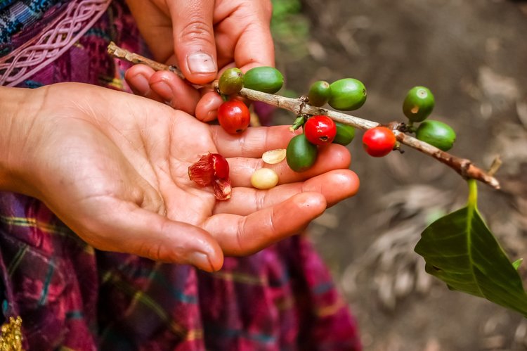 Image of a Person Holding a Coffee Cherry in their Hand