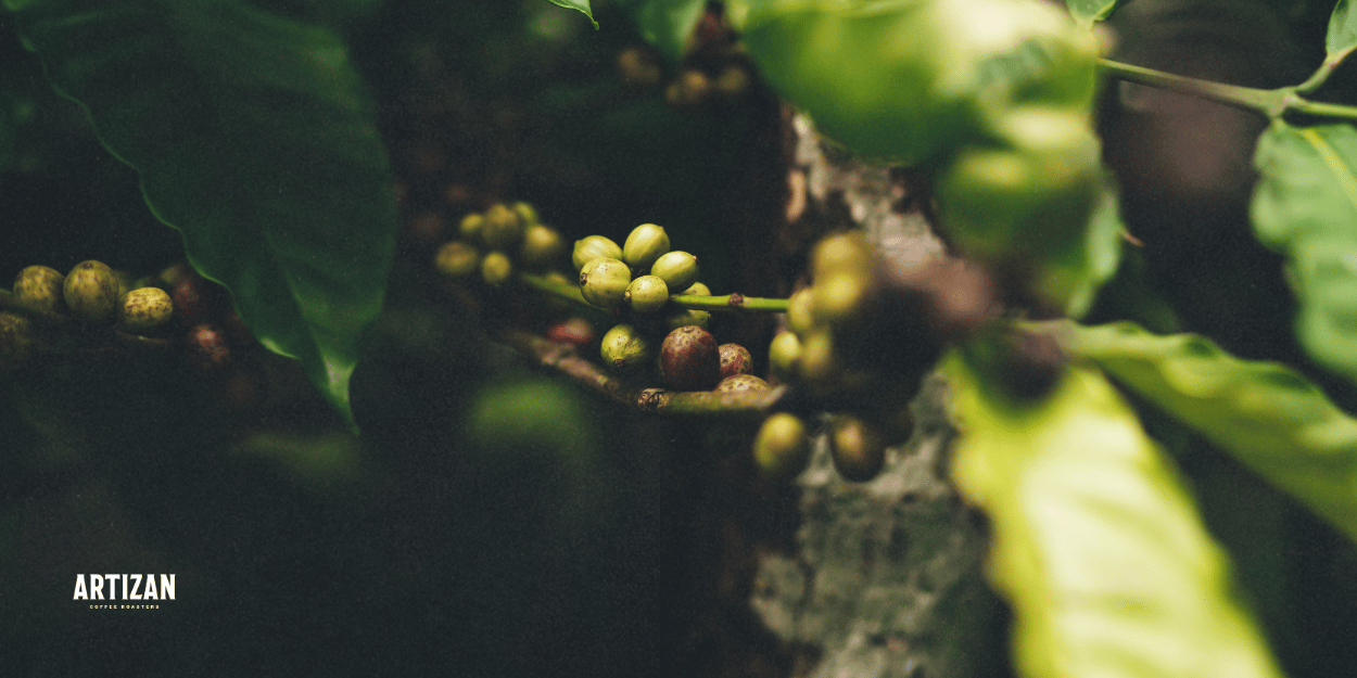 A picture of unharvested coffee cherries.