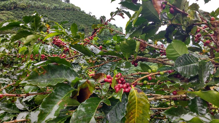 Usda Organic Coffee AGPROCEM Colombia Tree of Cherry
