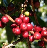 Usda Organic Fair Trade Coffee Guatemala Huehuetenango Adiesto Red Coffee Cherry