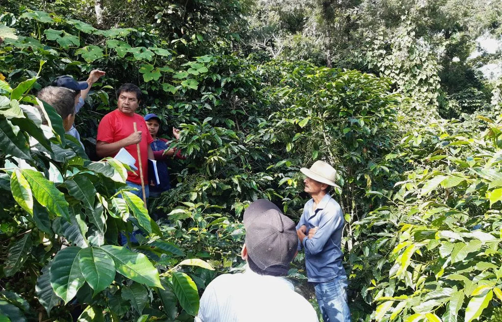Coffee farmers inspecting and discussing coffee plants in a lush green coffee farm during harvest season in Central America.