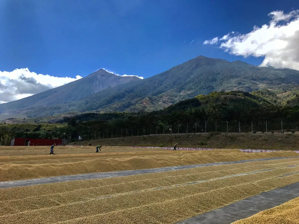 Organic Nicaraguan SHG coffee beans from UCA San Juan del Río Coco cooperative, Madriz region – sustainably grown, shade-grown, and high-quality specialty coffee.