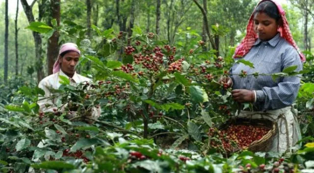 Two women from India harvesting coffee beans