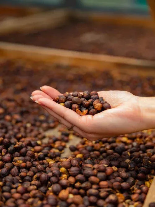 “Hand holding freshly harvested coffee cherries on drying beds at a Colombian specialty coffee farm.