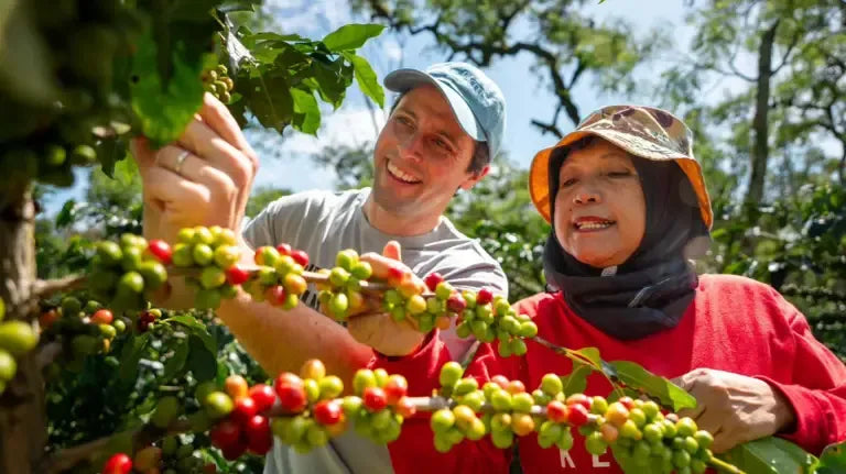 Two people harvesting ripe coffee cherries from a coffee plant, one wearing a light blue cap and gray shirt, the other in a red shirt and sun hat, smiling and working together in a sunny outdoor setting.