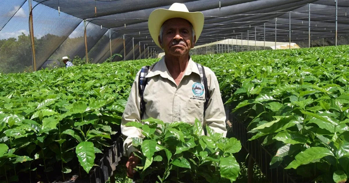 Small-scale coffee farmers in Chiapas, Mexico, tending to coffee plants in a shaded, mountainous environment, representing the resilience of local cooperatives during challenging times.