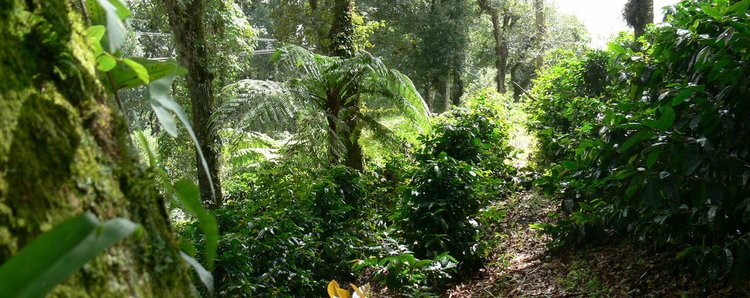 Usda Organic Coffee IWCA Mexico Robusta Coffee Plants