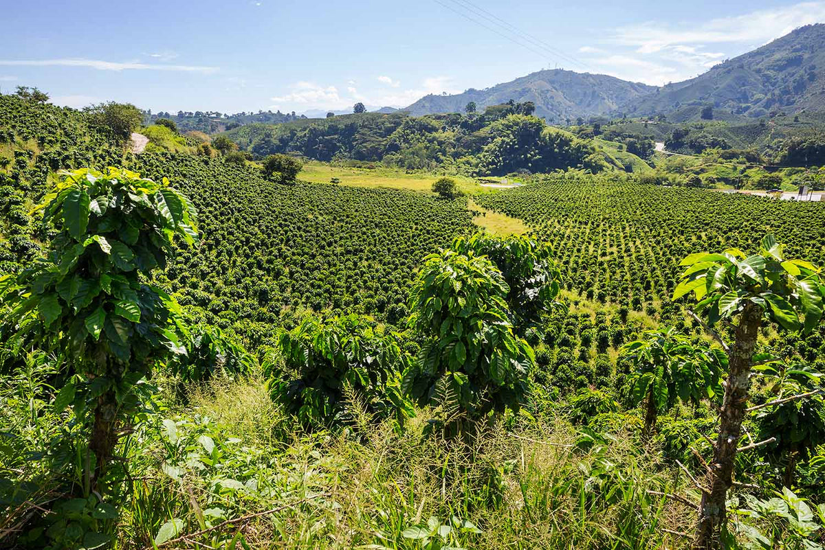 Ngura Village Coffee – Flores Bajawa, Indonesia