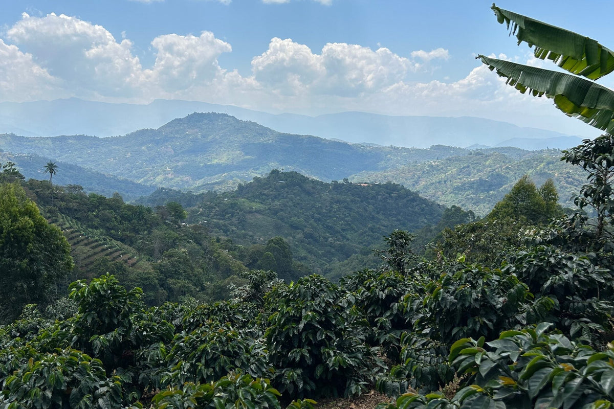 Lush mountainous landscape in Peru’s coffee-growing region