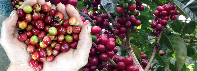 Usda Organic Fair Trade Coffee Mandheling Sipangan Bolon Sumatra Coffee Cherries on Hand