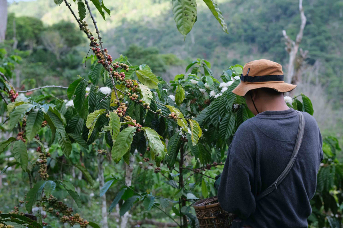 Organic Timor Leste (E)