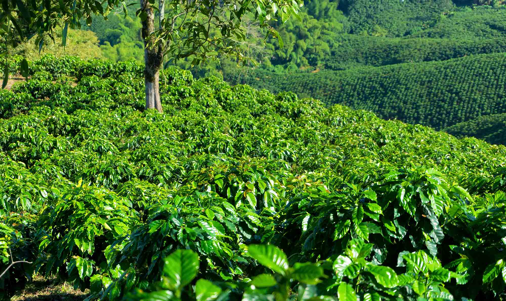 Smallholder Farmers Across Southern Mexico