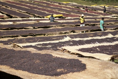 Usda Organic Fair Trade Coffee DAMA Yirgacheffe Ethiopia Drying of Beans