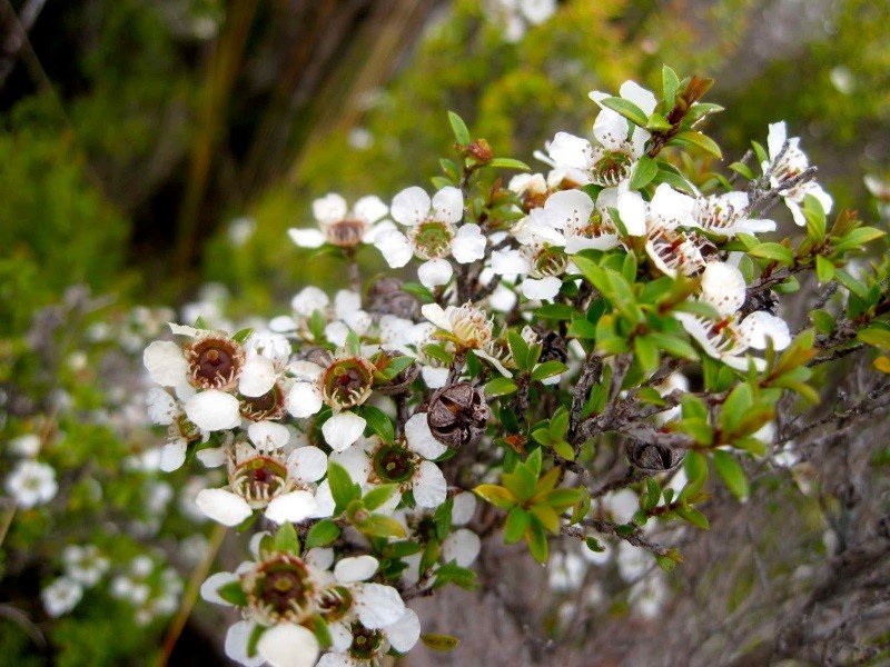 Image of White Flowers Blooming.