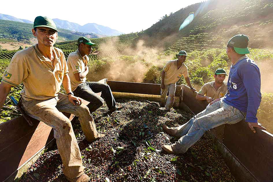 Image of Organic Coffee Farmers Harvesting Coffee Beans.