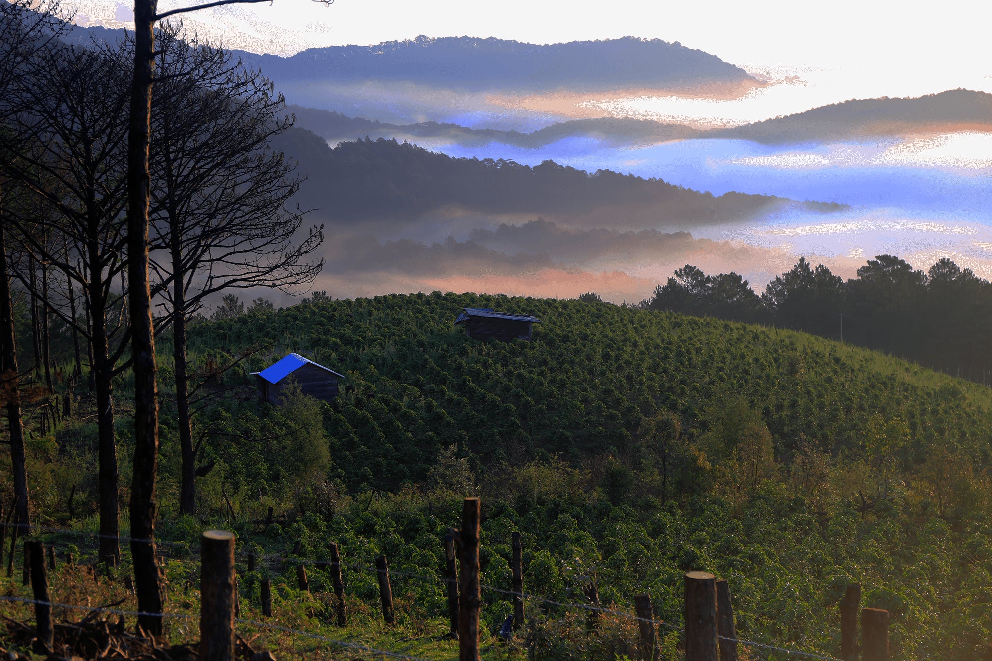 A farm in the mountains surrounded by trees with clouds rolling in and mountains in the distance.