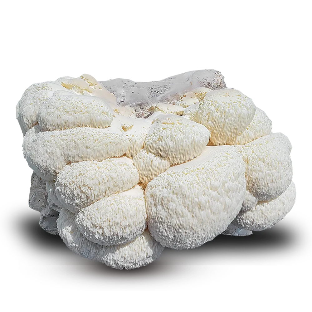 Image of Lion's Mane Mushroom as Ingredient of Organic Mushroom Coffee of Artizan Coffee Roasters.