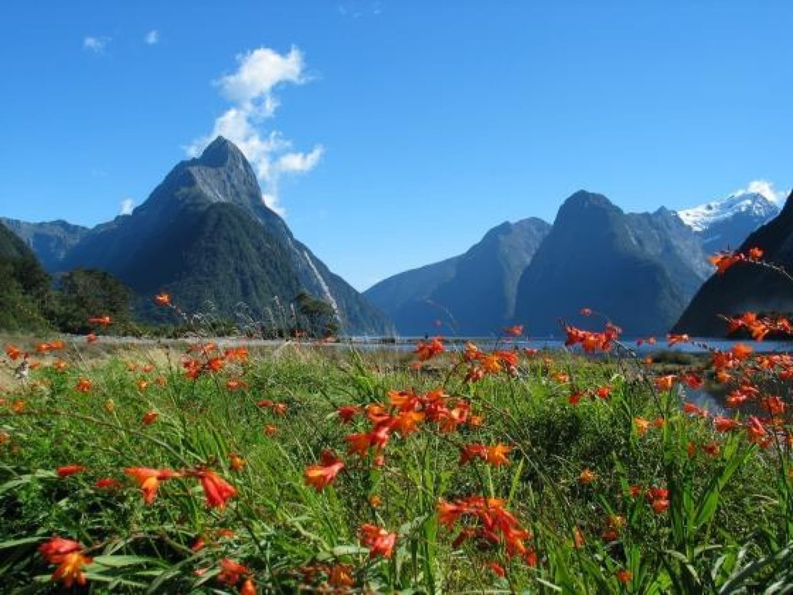 Image of Nature Showing a Field with Blooming Flowers with Bees. Hills on the Background.