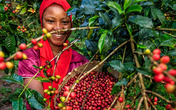 Oromia Coffee Farmers’ Cooperative Union