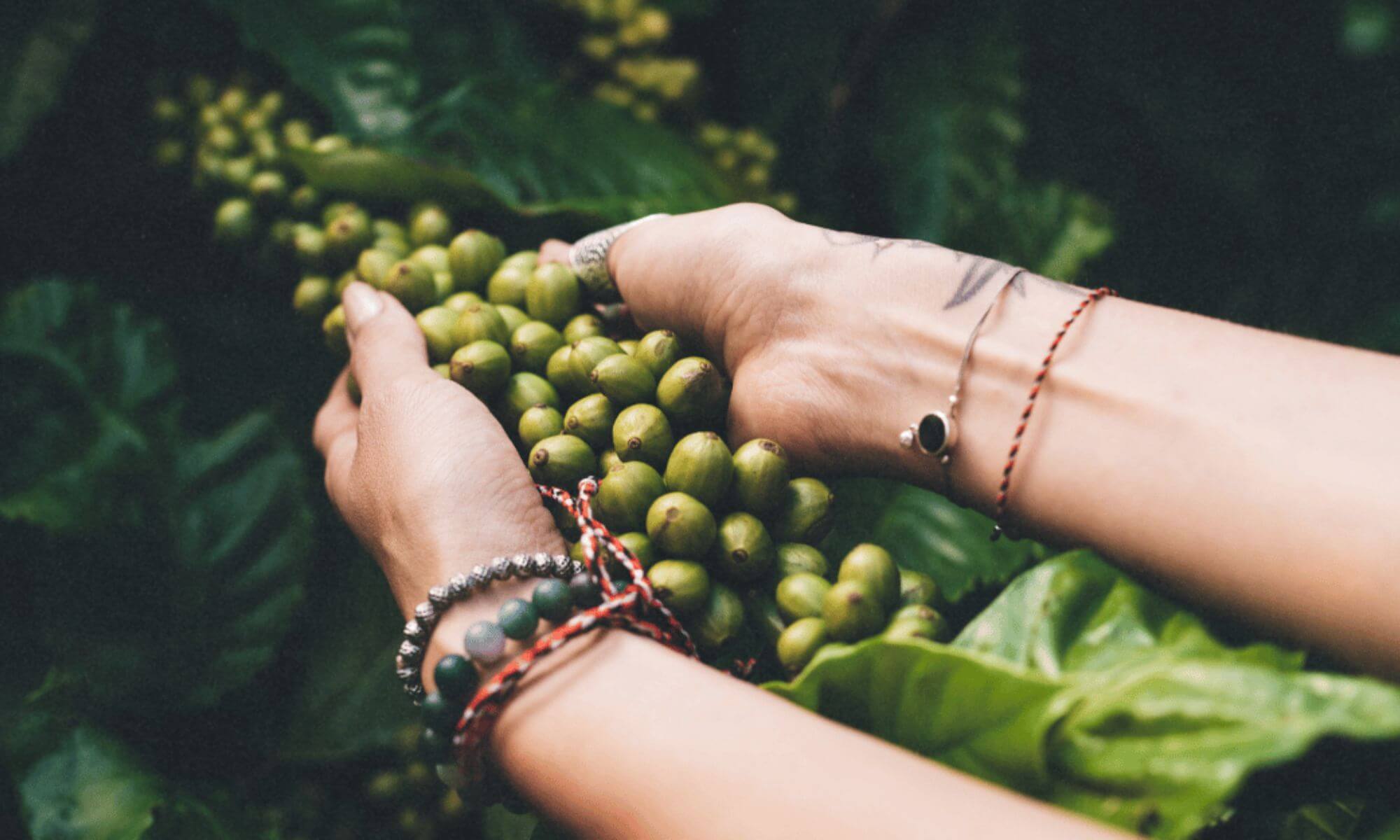 Hands harvesting green coffee cherries from a coffee plant
