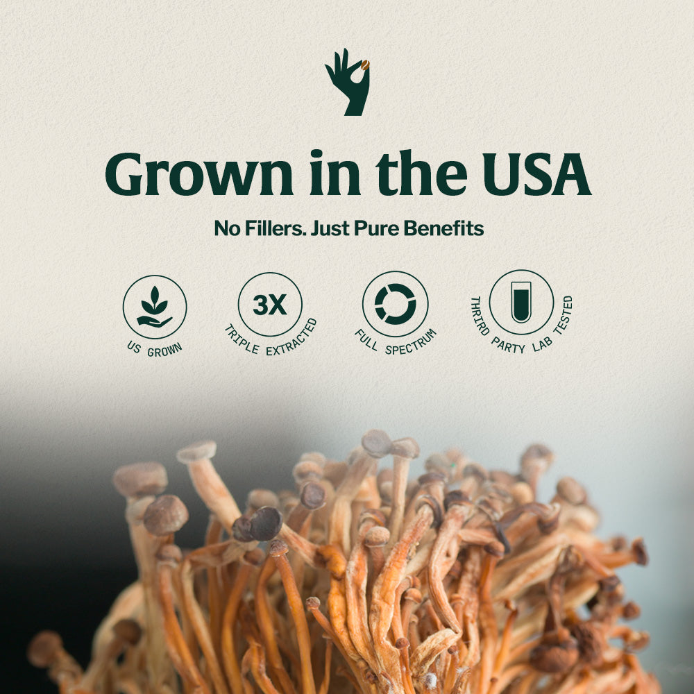 USA grown organic cordyceps mushrooms triple extracted, full spectrum, and third-party lab tested for purity and potency.