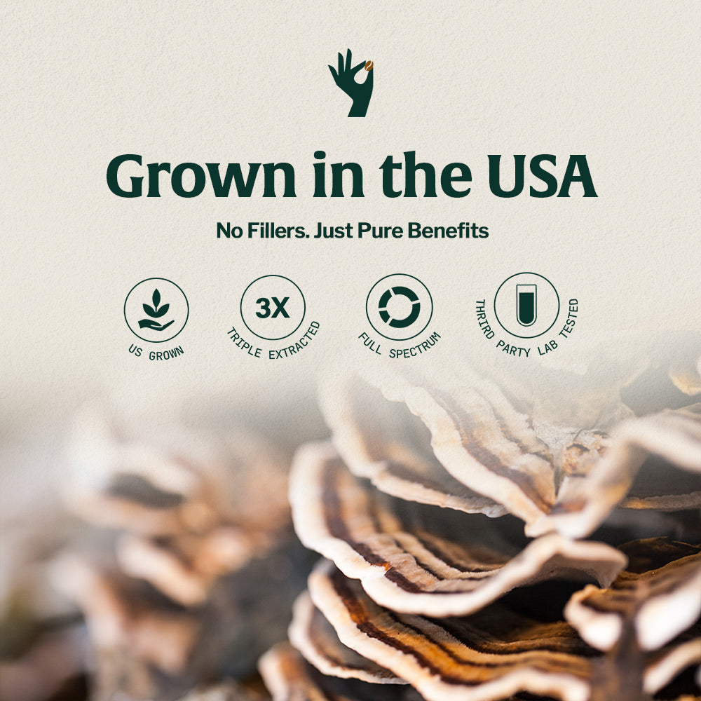 USA grown turkey tail mushroom used in Artizan organic mushroom coffee, triple extracted full spectrum and third party lab tested.